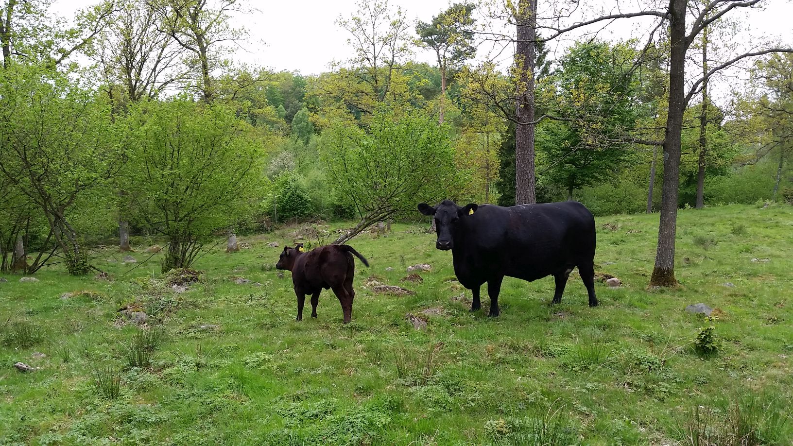 Ko med kalv på bete